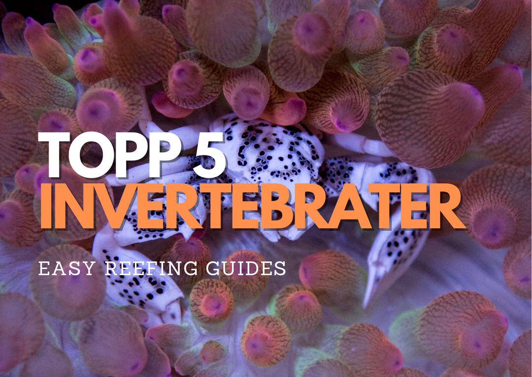 CoralLab Topp 5 Invertebrater for Akvariet ditt