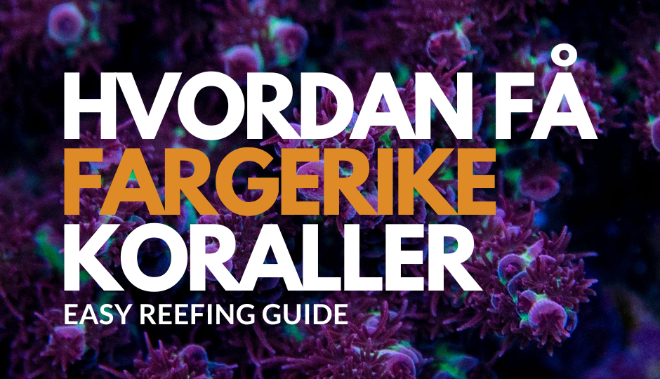 Hvordan få fargerike koraller med Modern Reef!