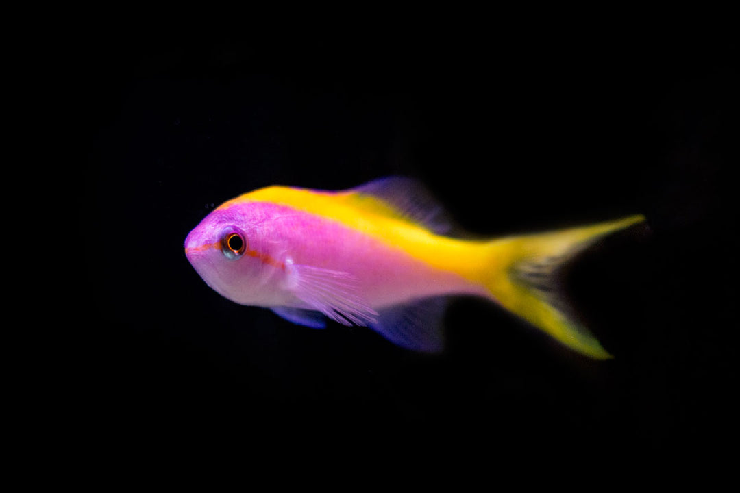 Anthias