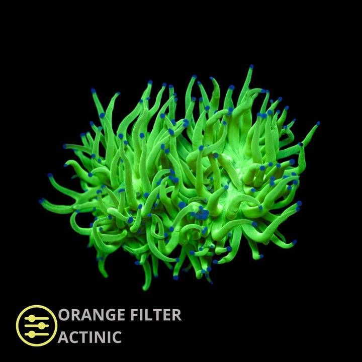 CL Euphyllia Green Lantern Torch - Frag