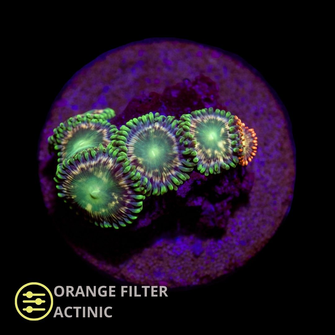 CL Aussie Green Zoanthid - Frag