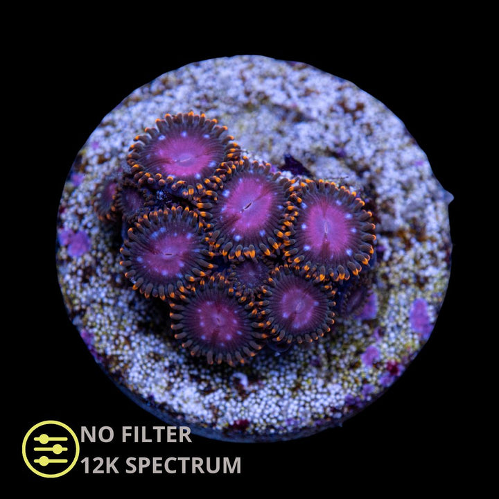 CL KH Sunburst Zoanthid - Frag