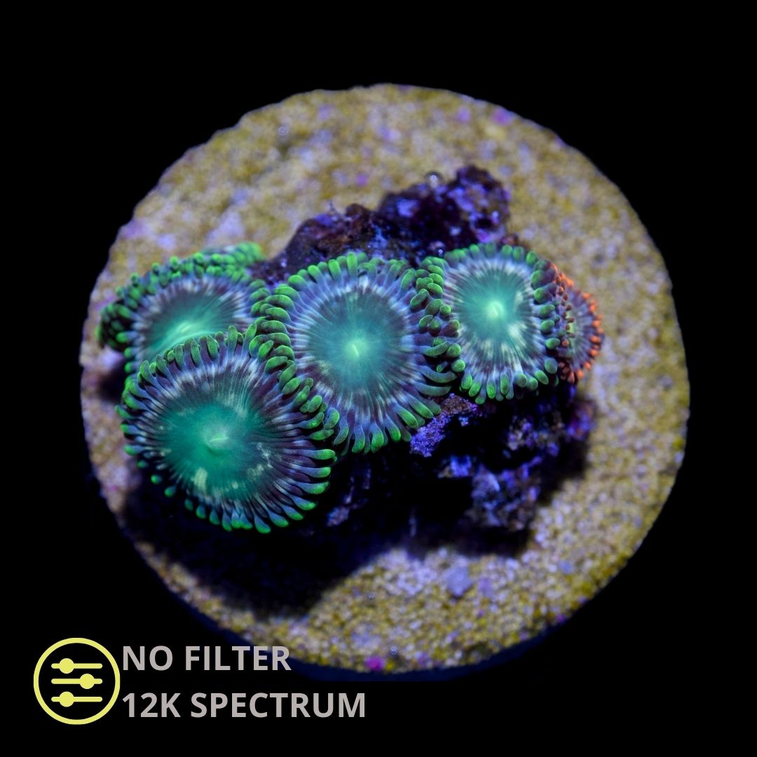 CL Aussie Green Zoanthid - Frag