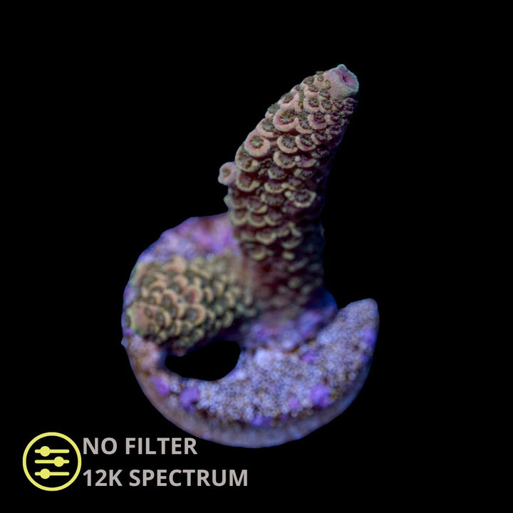 CL Gold Money Spathulata - Frag