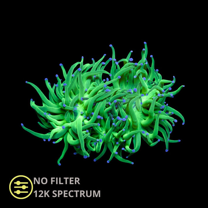 CL Euphyllia Green Lantern Torch - Frag