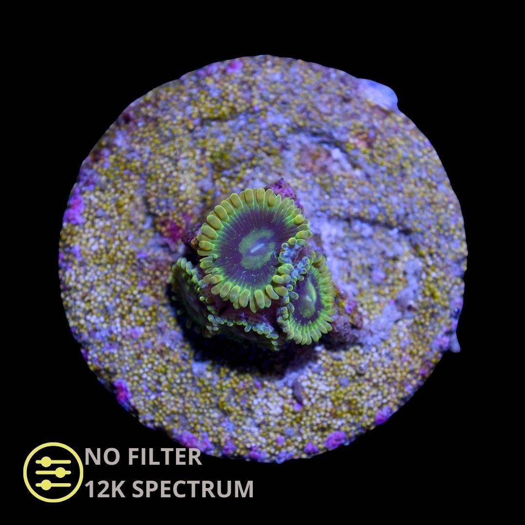 CL Yoda Zoanthid - Frag