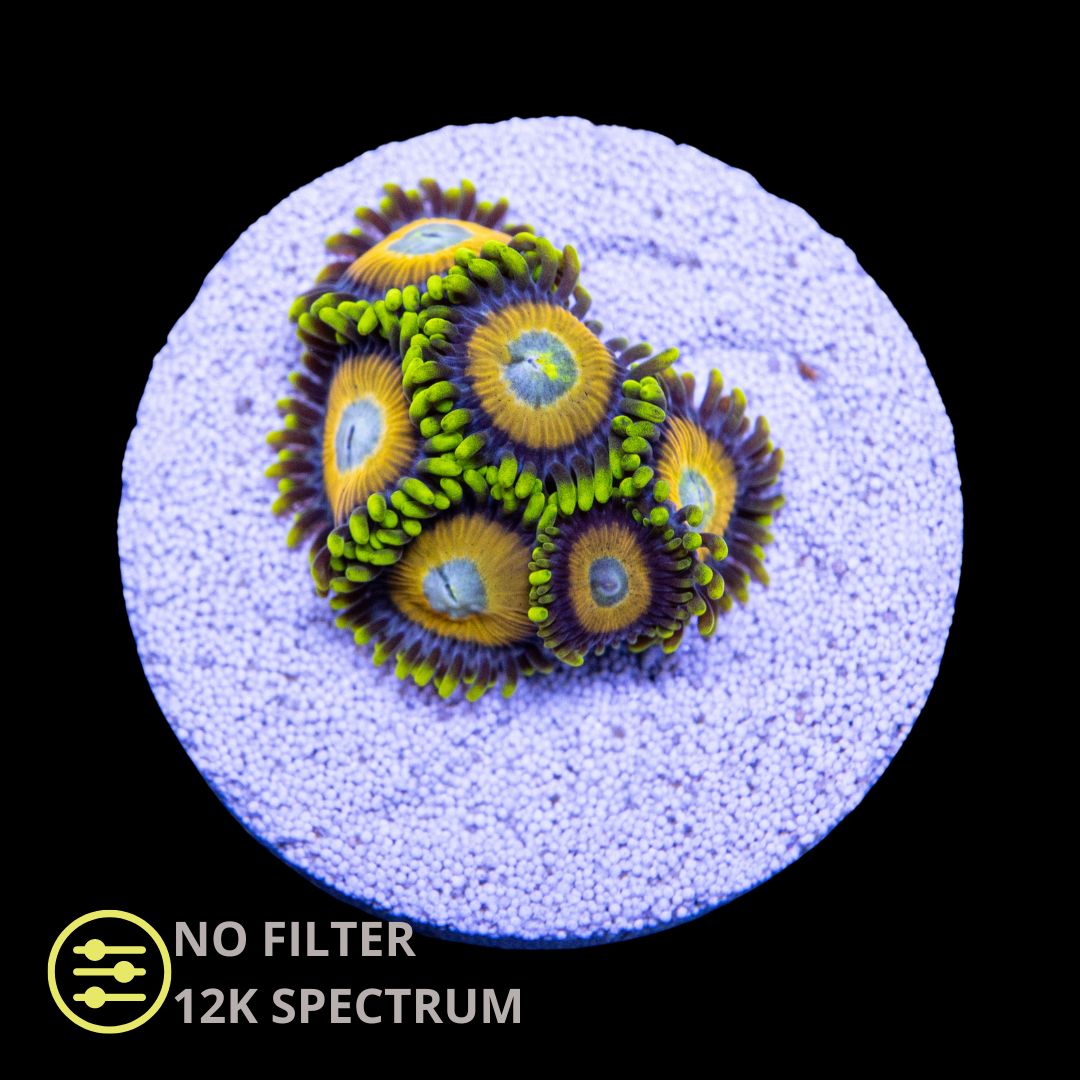 CL Scrambled Eggs Zoanthid - Frag