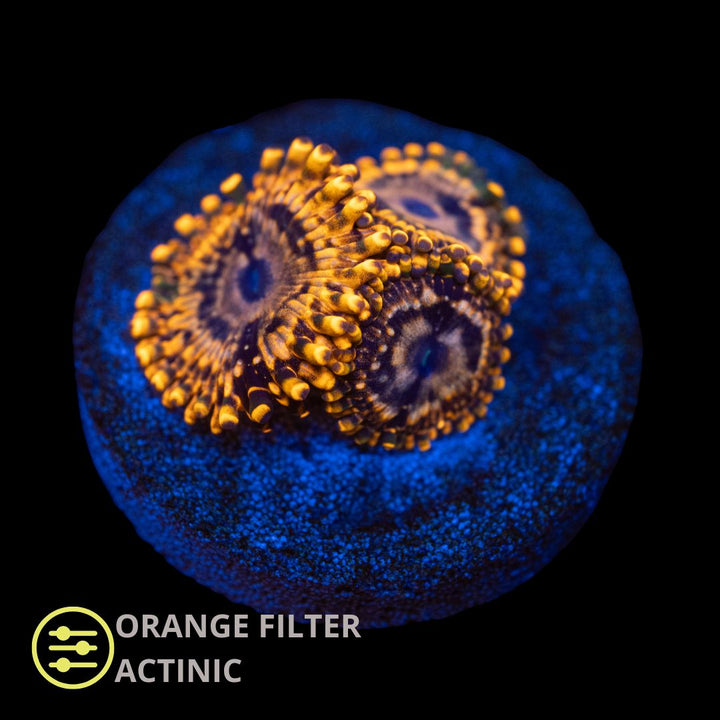 CL Utter Chaos Zoanthid - Frag