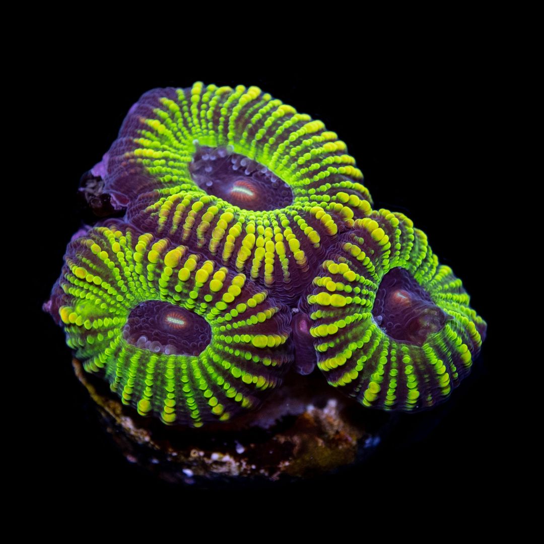 CL Gold Mottled Favia - Frag