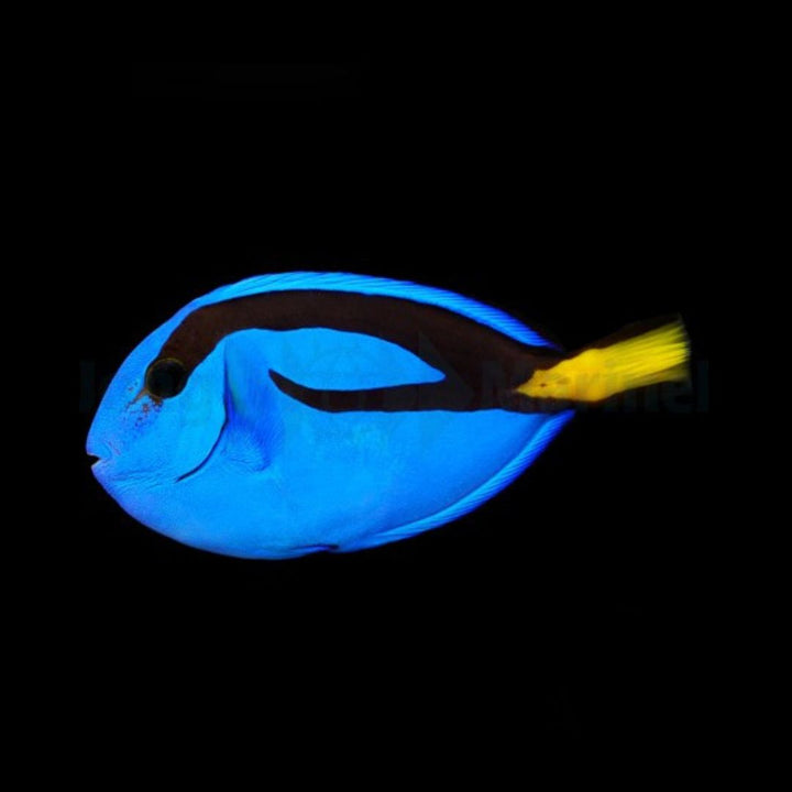 Paracanthurus hepatus - Blue Tang