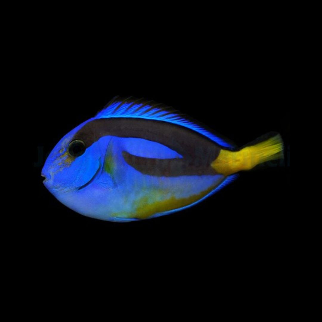 Paracanthurus hepatus - Blue Tang